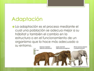 Adaptación
 La adaptación es el proceso mediante el
cual una población se adecua mejor a su
hábitat y también el cambio en la
estructura o en el funcionamiento de un
organismo que lo hace más adecuado a
su entorno.
 