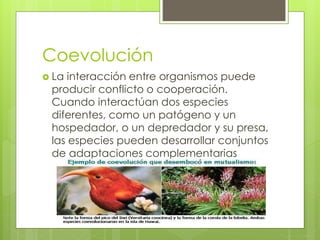 Coevolución
 La interacción entre organismos puede
producir conflicto o cooperación.
Cuando interactúan dos especies
diferentes, como un patógeno y un
hospedador, o un depredador y su presa,
las especies pueden desarrollar conjuntos
de adaptaciones complementarias
 