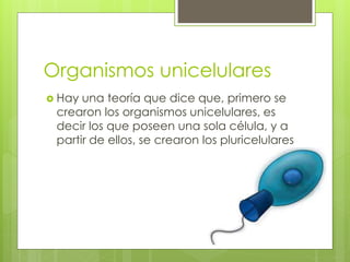 Organismos unicelulares
 Hay una teoría que dice que, primero se
crearon los organismos unicelulares, es
decir los que poseen una sola célula, y a
partir de ellos, se crearon los pluricelulares
 