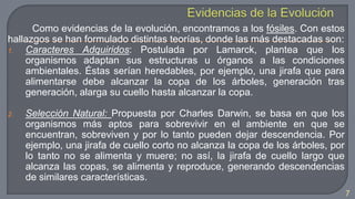 Como evidencias de la evolución, encontramos a los fósiles. Con estos
hallazgos se han formulado distintas teorías, donde las más destacadas son:
1. Caracteres Adquiridos: Postulada por Lamarck, plantea que los
organismos adaptan sus estructuras u órganos a las condiciones
ambientales. Éstas serían heredables, por ejemplo, una jirafa que para
alimentarse debe alcanzar la copa de los árboles, generación tras
generación, alarga su cuello hasta alcanzar la copa.
2. Selección Natural: Propuesta por Charles Darwin, se basa en que los
organismos más aptos para sobrevivir en el ambiente en que se
encuentran, sobreviven y por lo tanto pueden dejar descendencia. Por
ejemplo, una jirafa de cuello corto no alcanza la copa de los árboles, por
lo tanto no se alimenta y muere; no así, la jirafa de cuello largo que
alcanza las copas, se alimenta y reproduce, generando descendencias
de similares características.
7
 