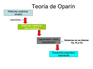 Teoría de Oparín Moléculas orgánicas  simples reacciones Moléculas orgánicas  Más complejas Coacervados: crecer, “ reproducirse” Procarionte anaeróbico heterótrofo Encierran en su interior  Ca, Fe y Cu 