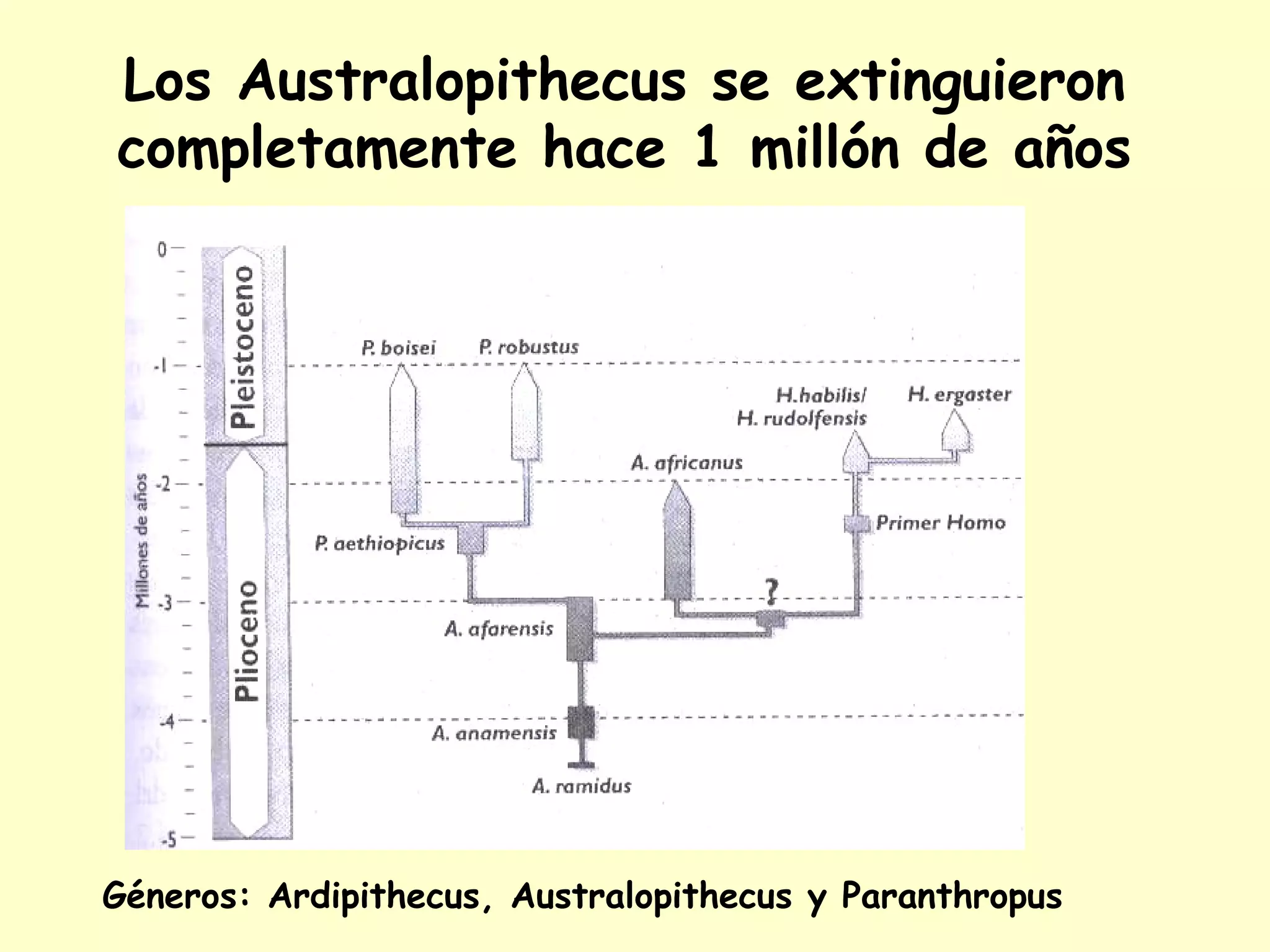 Los Australopithecus se extinguieron
completamente hace 1 millón de años
Géneros: Ardipithecus, Australopithecus y Paranthropus
 
