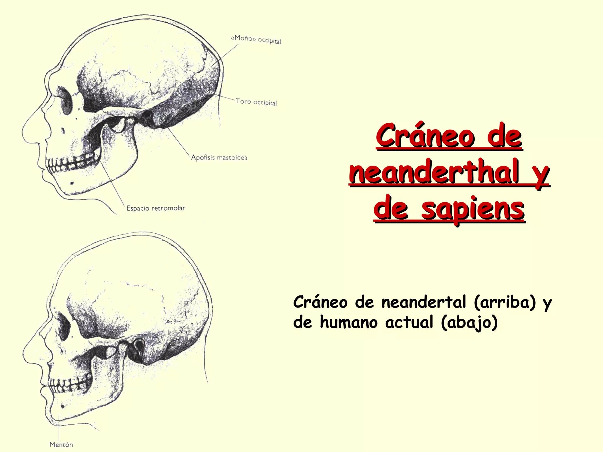 Cráneo deCráneo de
neanderthal yneanderthal y
de sapiensde sapiens
Cráneo de neandertal (arriba) y
de humano actual (abajo)
 
