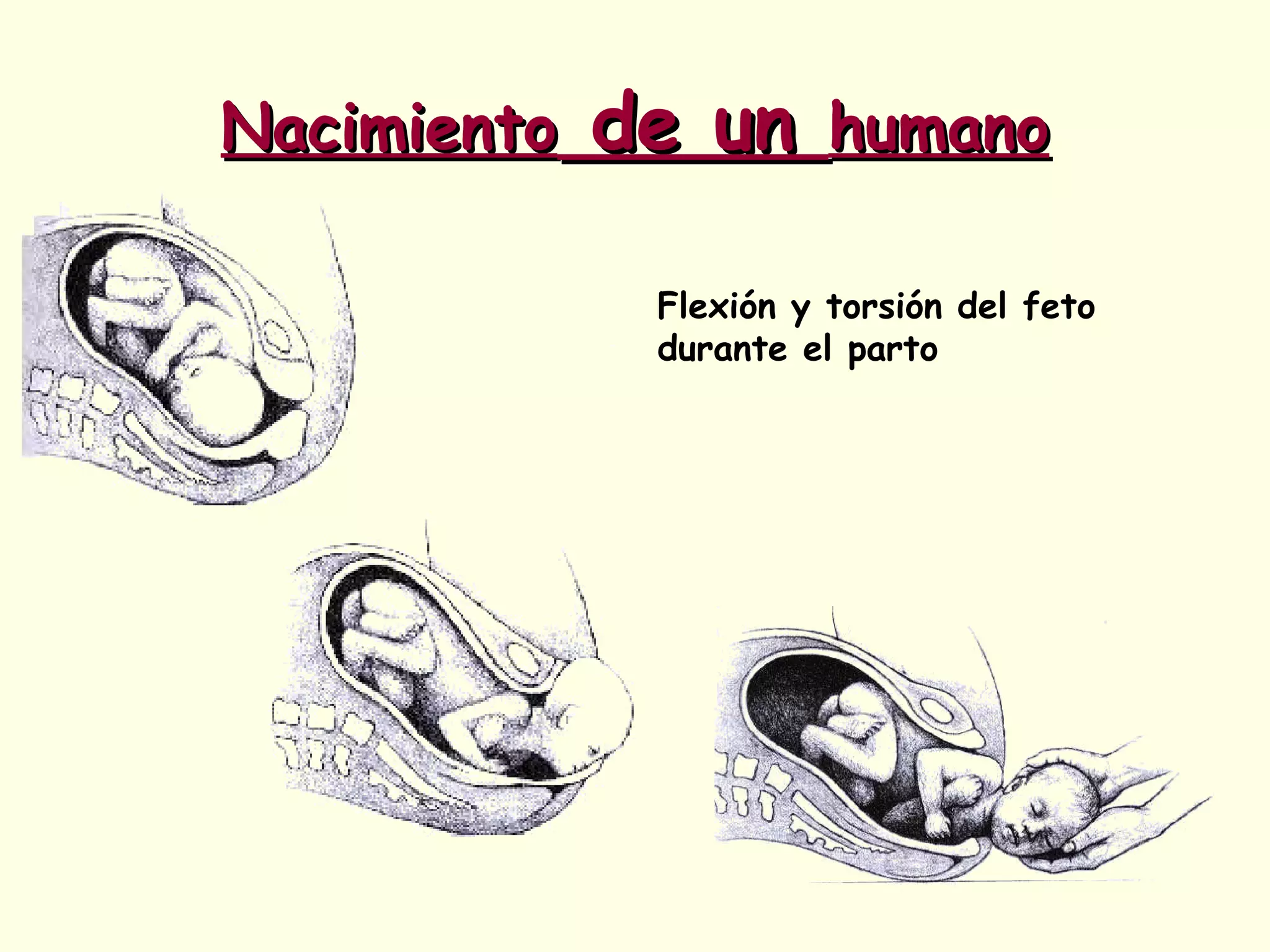 NacimientoNacimiento de unde un humanohumano
Flexión y torsión del feto
durante el parto
 