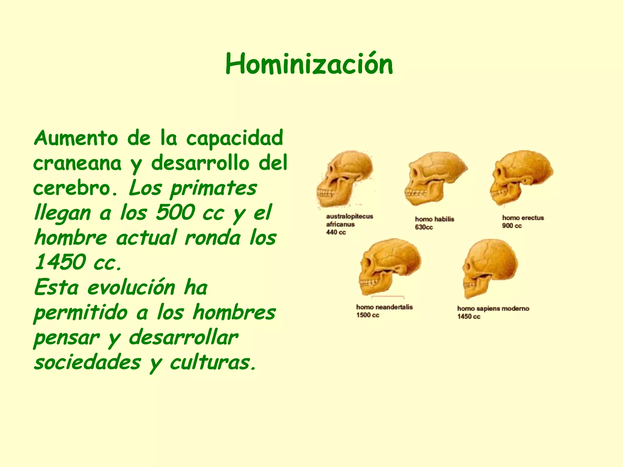 Aumento de la capacidad
craneana y desarrollo del
cerebro. Los primates
llegan a los 500 cc y el
hombre actual ronda los
1450 cc.
Esta evolución ha
permitido a los hombres
pensar y desarrollar
sociedades y culturas.
Hominización
 