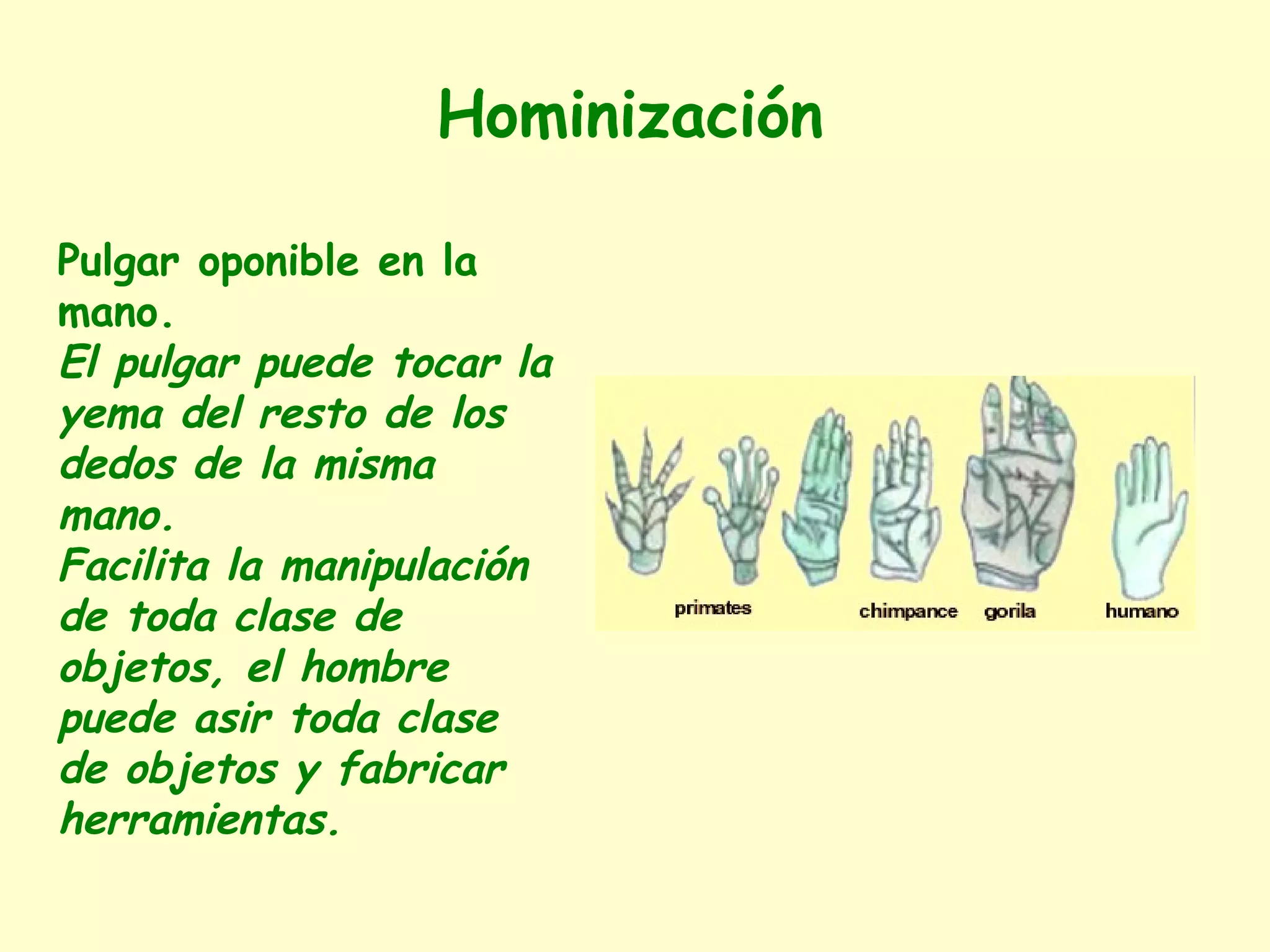Hominización
Pulgar oponible en la
mano.
El pulgar puede tocar la
yema del resto de los
dedos de la misma
mano.
Facilita la manipulación
de toda clase de
objetos, el hombre
puede asir toda clase
de objetos y fabricar
herramientas.
 