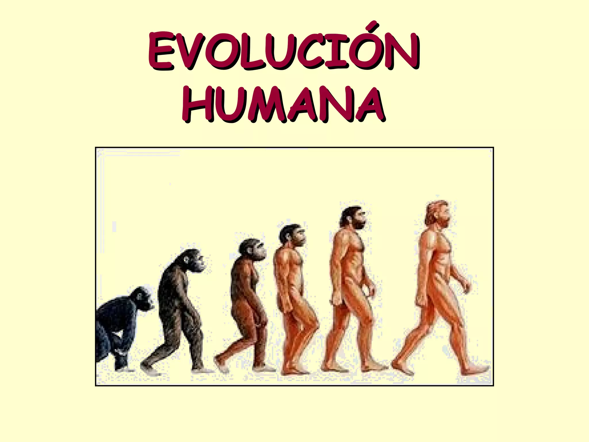 EVOLUCIÓN HUMANA 