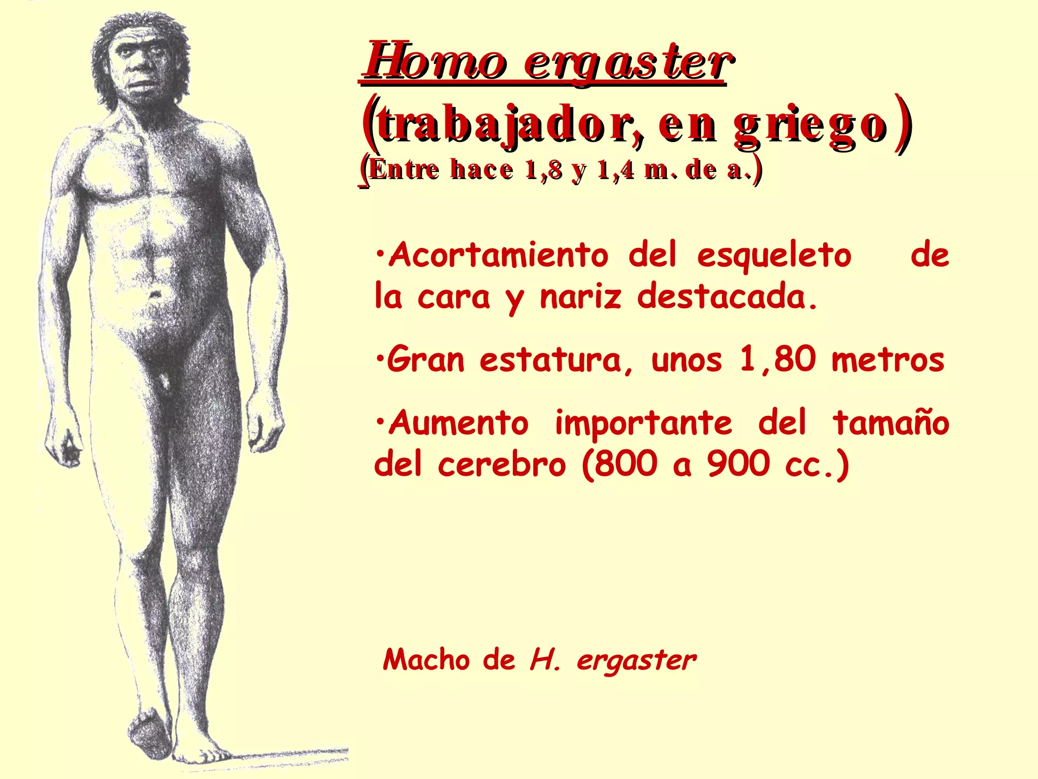 GENERO HOMO Incremento del tamaño del cerebro Maneja utensilios Varias especies: Homo habilis  Homo ergaster Homo erectus Homo neanderthalensis Homo sapiens 