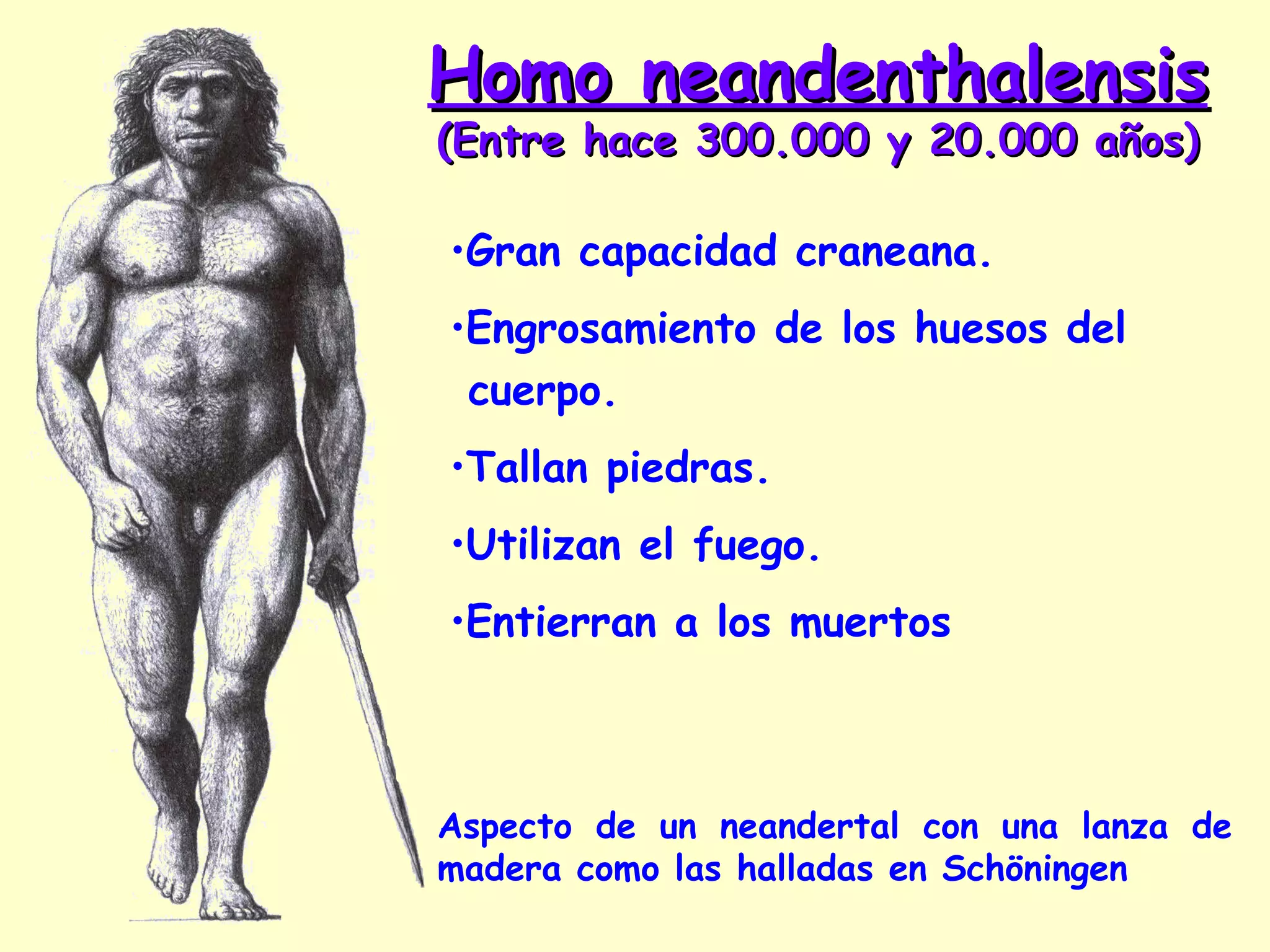 Homo ergaster   (trabajador, en griego) ( Entre hace 1,8 y 1,4 m. de a.) Macho de  H. ergaster Acortamiento del esqueleto  de la cara y nariz destacada. Gran estatura, unos 1,80 metros Aumento importante del tamaño del cráneo (800 a 900 cc.) 