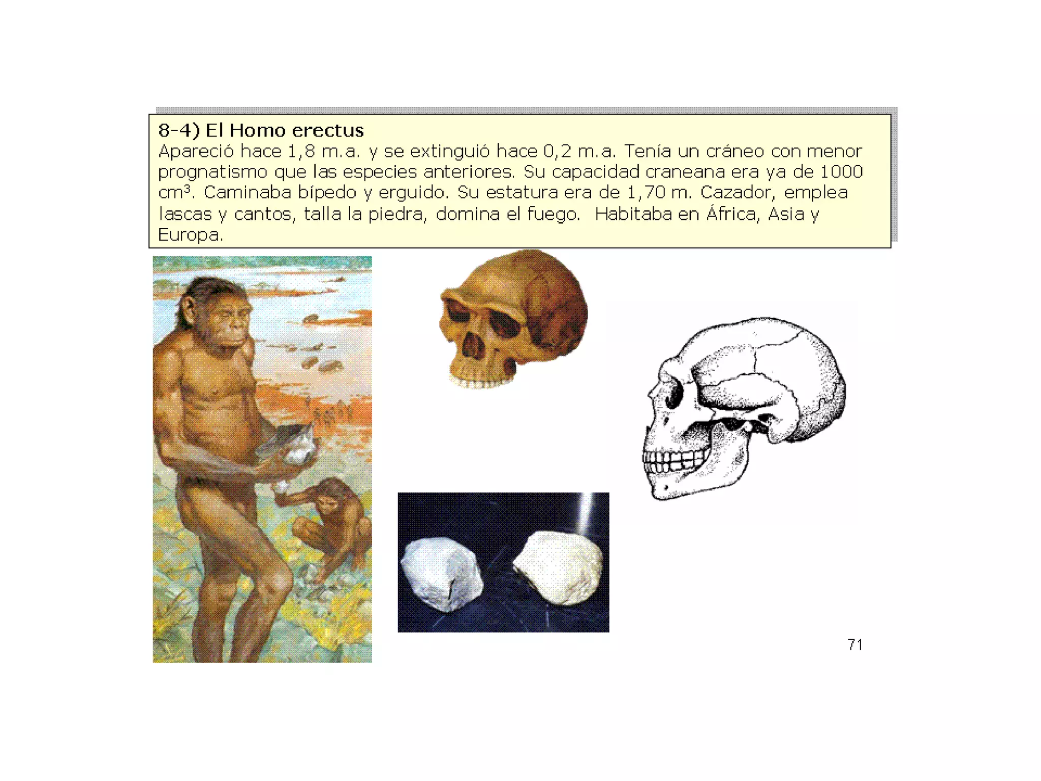 Evolución y origen de la vida | PDF