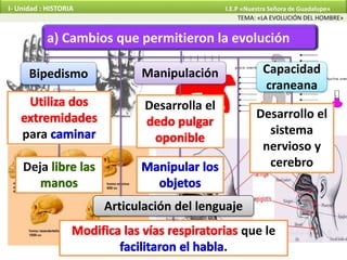 Bipedismo
a) Cambios que permitieron la evolución
para
Deja
Manipulación
Desarrolla el
Desarrollo el
sistema
nervioso y
cerebro
Capacidad
craneana
Articulación del lenguaje
que le
.
TEMA: «LA EVOLUCIÓN DEL HOMBRE»
I- Unidad : HISTORIA I.E.P «Nuestra Señora de Guadalupe»