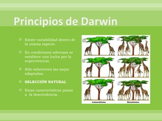 Existe variabilidad dentro de la misma especie. En condiciones adversas se establece una lucha por la supervivencia. Sólo sobreviven las mejor adaptadas. SELECCIÓN NATURAL Estas características pasan a  la descendencia. 
