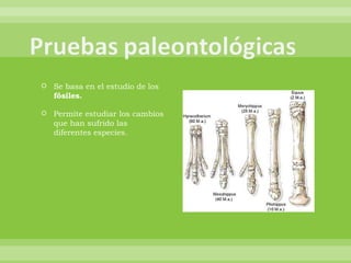 Se basa en el estudio de los  fósiles. Permite estudiar los cambios que han sufrido las diferentes especies. 