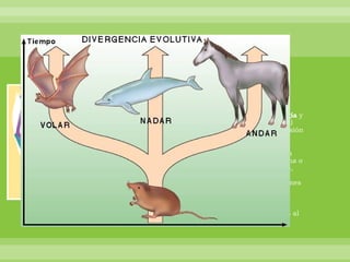 Son pruebas basadas en criterios de morfología y anatomía comparada. Los conceptos de  homología  y  analogía  adquieren especial relevancia para la comprensión de las pruebas anatómicas. -    Órganos homólogos  son aquellos que tienen la misma o parecida estructura interna, pese a que pueden estar adaptados a realizar funciones muy distintas.  Divergencia evolutiva , los individuos están adaptados al ambiente en el que viven. 