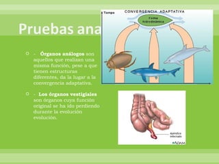 -    Órganos análogos  son aquellos que realizan una misma función, pese a que tienen estructuras diferentes, da la lugar a la convergencia adaptativa. -   Los órganos vestigiales  son órganos cuya función original se ha ido perdiendo durante la evolución evolución.                  