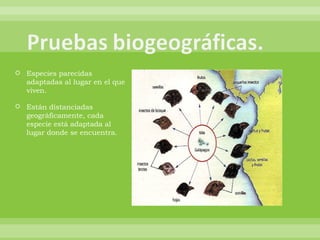 Especies parecidas adaptadas al lugar en el que viven. Están distanciadas geográficamente, cada especie está adaptada al lugar donde se encuentra. 