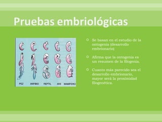 Se basan en el estudio de la ontogenia (desarrollo embrionario) Afirma que la ontogenia es un resumen de la filogenia. Cuanto más parecido sea el desarrollo embrionario, mayor será la proximidad filogenética. 