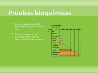 Se comparan moléculas presentes en todos los seres vivos. Cuanto mayor sea el parecido mayor será la proximidad de las especies. 