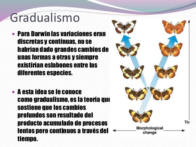 Evolución 4