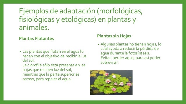 Resultado de imagen para Adaptacion de plantas y animales al medio