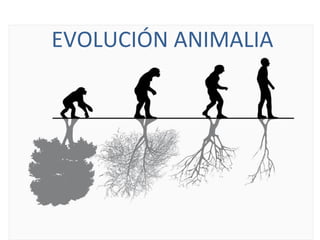 EVOLUCIÓN ANIMALIA
 