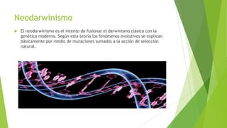 Neodarwinismo
 El neodarwinismo es el intento de fusionar el darwinismo clásico con la
genética moderna. Según esta teoría los fenómenos evolutivos se explican
básicamente por medio de mutaciones sumados a la acción de selección
natural.
 