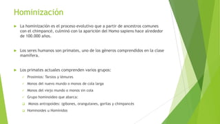 Hominización
 La hominización es el proceso evolutivo que a partir de ancestros comunes
con el chimpancé, culminó con la aparición del Homo sapiens hace alrededor
de 100.000 años.
 Los seres humanos son primates, uno de los géneros comprendidos en la clase
mamífera.
 Los primates actuales comprenden varios grupos:
 Prosimios: Tarsios y lémures
 Monos del nuevo mundo o monos de cola larga
 Monos del viejo mundo o monos sin cola
 Grupo hominoideo que abarca:
 Monos antropoides: (gibones, orangutanes, gorilas y chimpancés
 Hominoides u Homínidos
 