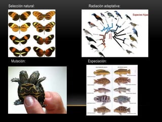 Selección natural: Radiación adaptativa:
Mutación: Especiación:
 