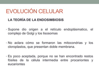 EVOLUCIÓN CELULAR
LA TEORÍA DE LA ENDOSIMBIOSIS
• Supone dio origen a el retículo endoplásmatico, el
complejo de Golgi y los lisosomas
• No aclara cómo se formaron las mitocondrias y los
cloroplastos, que presentan doble membrana.
• Es poco aceptada, porque no se han encontrado restos
fósiles de la célula intermedia entre procariontes y
eucariontes
 