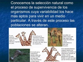 Conocemos la selección natural como
el proceso de supervivencia de los
organismos cuya variabilidad los hace
más aptos para vivir en un medio
particular. A través de este proceso las
poblaciones se alteran.

 
