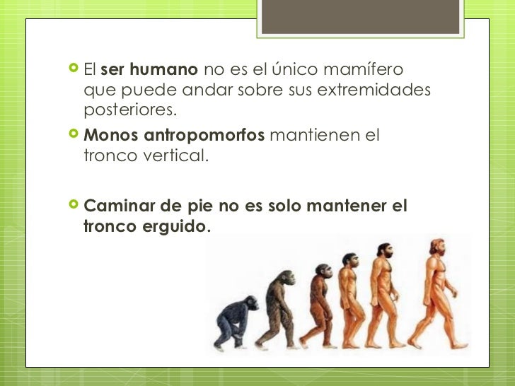 Evolución de la marcha humana