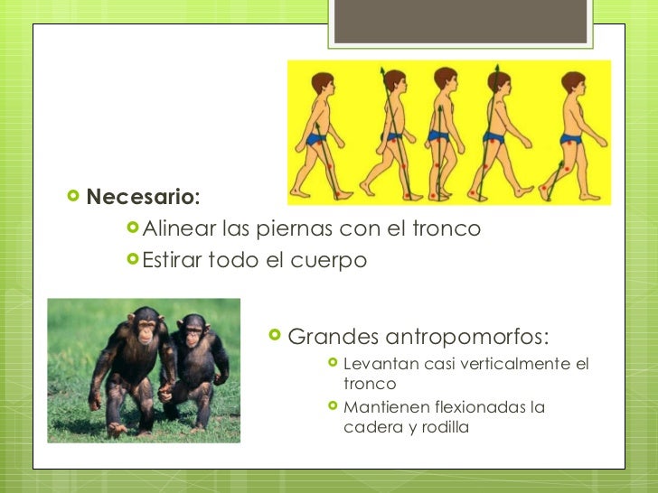 Evolución de la marcha humana