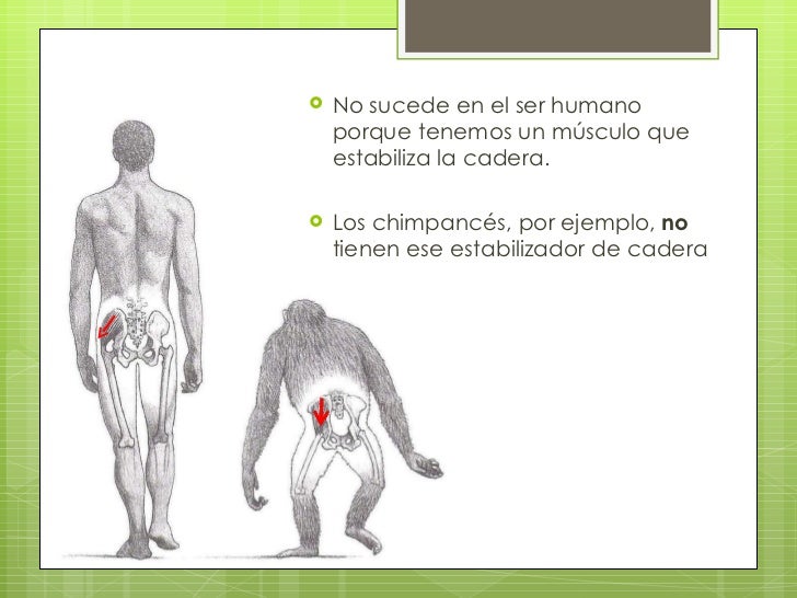 Evolución de la marcha humana