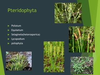 Pteridophyta
 Psilotum
 Equisetum
 Selaginela(heterosporica)
 Lycopodium
 psilophyta
 