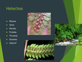 Helechos
 Rizoma
 Soros
 Peciolo
 Frondas
 Tricomas
 Escamas
 Inducio*
 