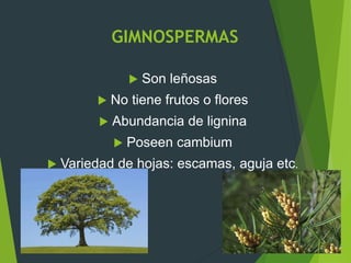 GIMNOSPERMAS
 Son leñosas
 No tiene frutos o flores
 Abundancia de lignina
 Poseen cambium
 Variedad de hojas: escamas, aguja etc.
 