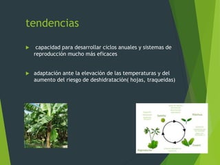 tendencias
 capacidad para desarrollar ciclos anuales y sistemas de
reproducción mucho más eficaces
 adaptación ante la elevación de las temperaturas y del
aumento del riesgo de deshidratación( hojas, traqueidas)
 