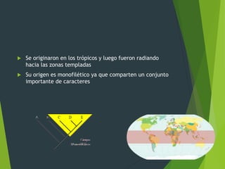  Se originaron en los trópicos y luego fueron radiando
hacia las zonas templadas
 Su origen es monofilético ya que comparten un conjunto
importante de caracteres
 