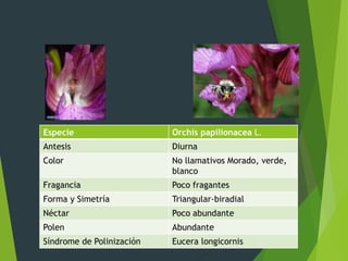 Especie Orchis papilionacea L.
Antesis Diurna
Color No llamativos Morado, verde,
blanco
Fragancia Poco fragantes
Forma y Simetría Triangular-biradial
Néctar Poco abundante
Polen Abundante
Síndrome de Polinización Eucera longicornis
 
