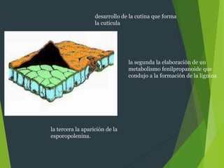 desarrollo de la cutina que forma
la cutícula
la segunda la elaboración de un
metabolismo fenilpropanoide que
condujo a la formación de la lignina
la tercera la aparición de la
esporopolenina.
 