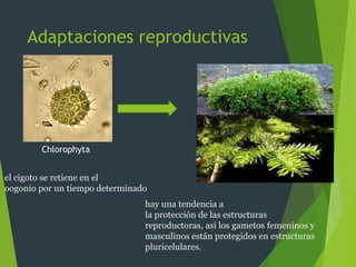 Adaptaciones reproductivas
Chlorophyta
el cigoto se retiene en el
oogonio por un tiempo determinado
hay una tendencia a
la protección de las estructuras
reproductoras, así los gametos femeninos y
masculinos están protegidos en estructuras
pluricelulares.
 