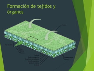 Formación de tejidos y
órganos
 