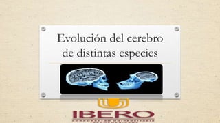 Evolución del cerebro
de distintas especies
 