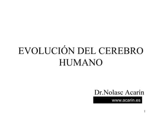 EVOLUCIÓN DEL CEREBRO
      HUMANO

            Dr.Nolasc Acarín
                 www.acarin.es

                                 1
 