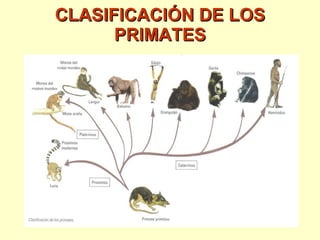 CLASIFICACIÓN DE LOS PRIMATES 