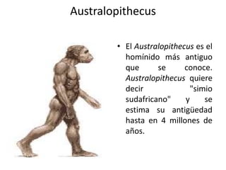 AustralopithecusEl Australopithecus es el homínido más antiguo que se conoce. Australopithecus quiere decir "simio sudafricano" y se estima su antigüedad hasta en 4 millones de años. 