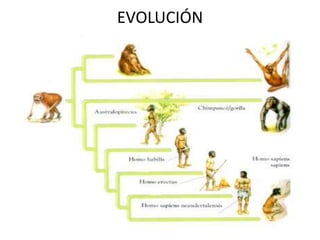 EVOLUCIÓN