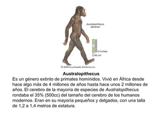 Australopithecus Es un género extinto de primates homínidos. Vivió en África desde hace algo más de 4 millones de años hasta hace unos 2 millones de años.El cerebro de la mayoría de especies de Australopithecus rondaba el 35% (500cc) del tamaño del cerebro de los humanos modernos. Eran en su mayoría pequeños y delgados, con una talla de 1,2 a 1,4 metros de estatura.  