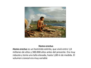 Homo erectusHomo erectus es un homínido extinto, que vivió entre 1,8 millones de años y 300.000 años antes del presente. Era muy robusto y tenía una talla elevada, hasta 1,80 m de medida. El volumen craneal era muy variable