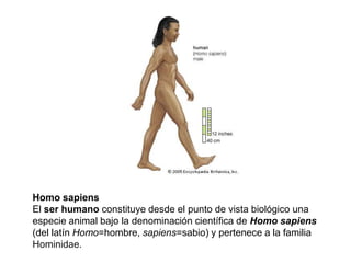 Homo sapiensEl ser humano constituye desde el punto de vista biológico una especie animal bajo la denominación científica de Homo sapiens (del latín Homo=hombre, sapiens=sabio) y pertenece a la familia Hominidae.